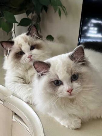 Lottarags Ragdoll Kittens for sale